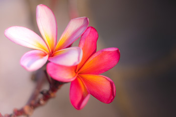Couple of light pink and dark pink Frangipani flowers. Blossom Plumeria flowers on blurred background. Romantic tropical flower decoration.