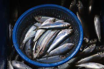 Closeup Sardine, Fish Market Hong Kong 