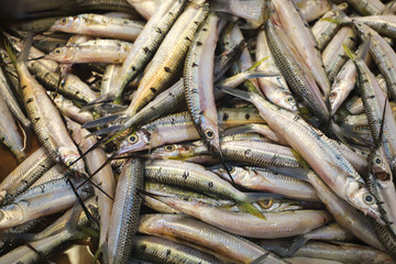 Fish Market, Closeup Fresh Fish 