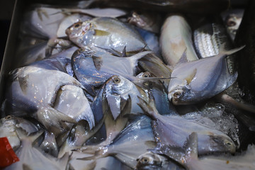 Closeup FIsh at Fish Market, Hong Kong 