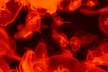 A lot of transparent orange red jellyfish on a black background