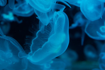 A lot of transparent light blue jellyfish on a black background