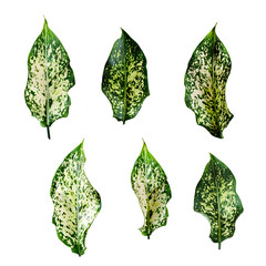 Tropical leaves set isolated on white background, clipping path included. 