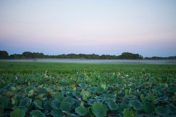 Sunrise over Corroboree wetlands © Deirdre