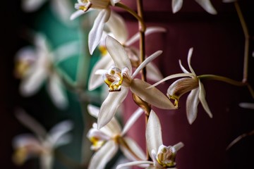 flor branca vaso orquídea decoração 