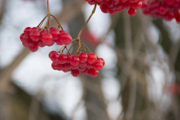 viburnum against the sky. wallpaper. blurred background