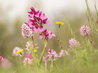 beautiful scene of flowers in spring. wild orchids: ophrys papilionacea and orchid italica in its...
