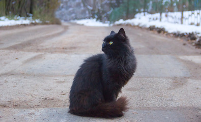 black cat on the road in winter