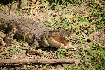 Saltwater crocodile in Corroboree wetlands