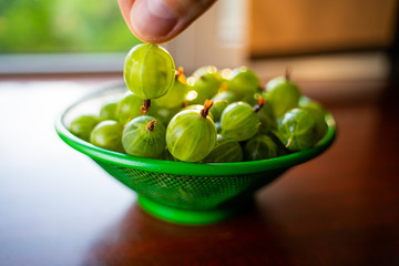 Berries in hand. Heap of green wet washed gooseberry fruit in a colander on table. A scattering of large juicy berries on the table