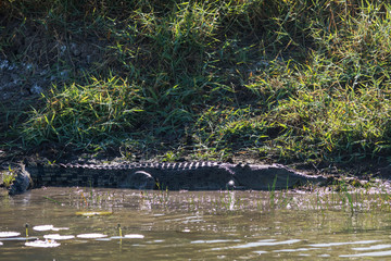 Saltwater crocodile in Corroboree wetlands