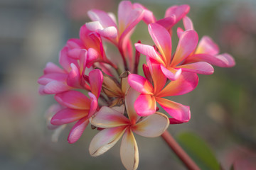 Fototapeta na wymiar pink flower