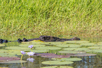 Saltwater crocodile in Corroboree wetlands