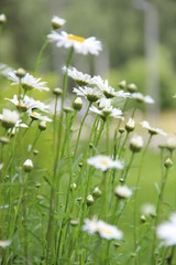 Field of chamomile, camomile, daisy flowers