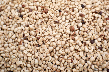 white coffee seed background. organic aroma coffee beans