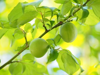 収穫前の梅の実
