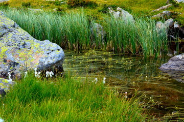 lac marais de montagne