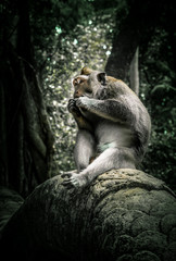 Naklejka na ściany i meble Monkey sits in jungle atmosphere while eating