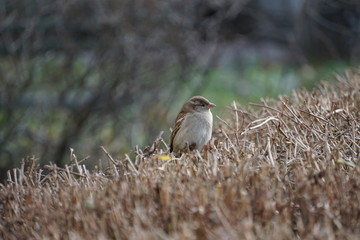 sparrow on a branch