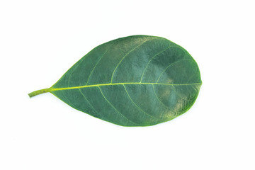 Isolated leaves on the white background.Jack leave,