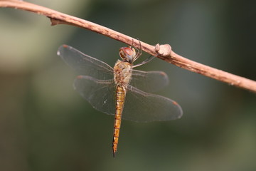 Beautiful dragonfly and blur background