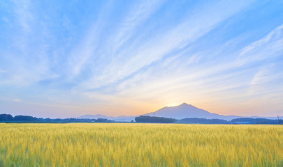 筑波山　麦畑　広大