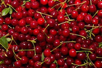 Ripe red cherries can use as background