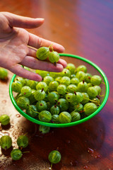 Berries in hand. Heap of green wet washed gooseberry fruit in a colander on table. A scattering of large juicy berries on the table