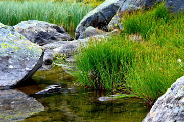 lac marais de montagne