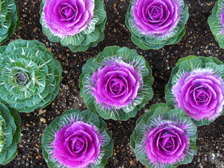 上から見た公園のプランターの葉ボタン