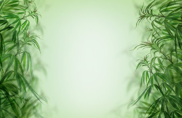 Green cannabis background, cultivation vegetation marijuana plants,  marijuana leaves and herb medicinal Border.