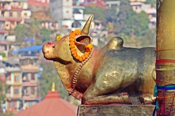 Golden cow statue at Bindhyabasini temple which is located near Bagar in Pokhara, Nepal