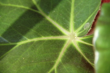 Begonia Erythrophylla green round leaves
