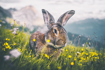 Ausgewachsener Hase auf einem Berg in den Alpen