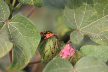 red cotton insect on Cotton plant in the field