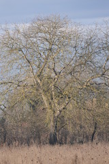 walnut tree in winter