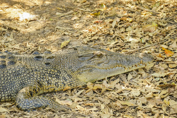 Saltwater crocodile in Corroboree wetlands