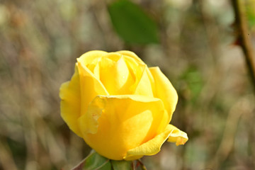 What a beautiful rose this is!