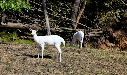 Obraz na płótnie Canvas Deer. White white-tailed deer. Rare Albino or Leucistic deer in Wisconsin natural area.