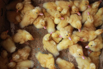 Baby ducks on sale