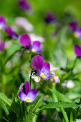 Purple violet flowers