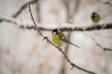 Naklejka premium Titmouse on a snowy winter day