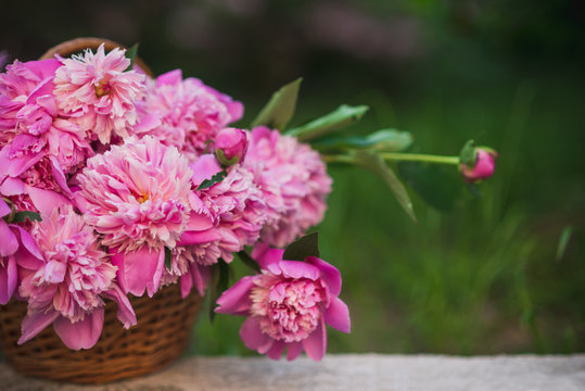 Pink peonies in floral basket in spring fresh garden closeup