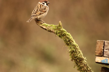 Sparrow in a wild forest in Hungary.