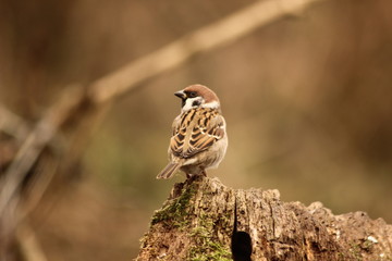 Sparrow in a wild forest in Hungary.