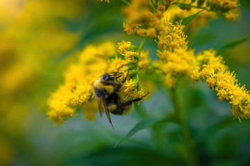bumblebee collects flower nectar of goldenrod on a summer sunny day.