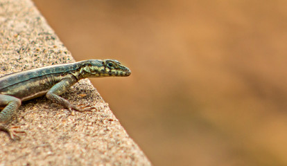 lizard on rock