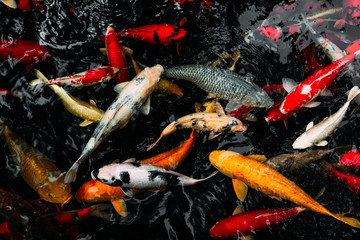 Royal carp in the pond. Koi carp in the pond. Ornamental fish. Brocade carp in the water. Japanese...