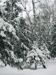 Snow covered branches of spruce trees