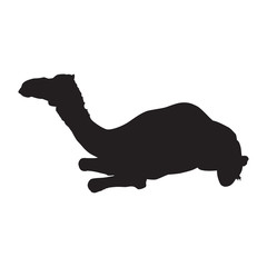Arabian camel dromedary silhouette vector isolated illustration